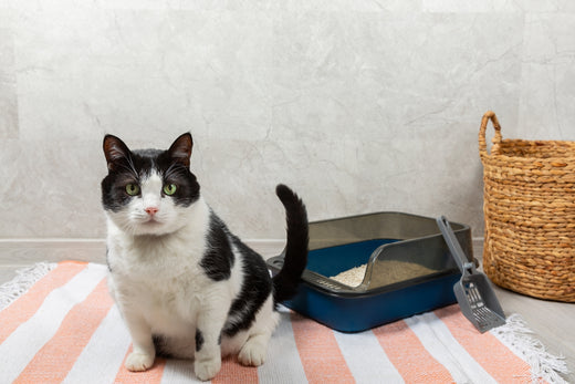 Say Hello to the Best Cat Litter Mat on the Market