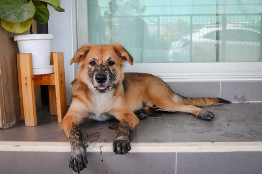 The Best Dirt-Trapping Door Mats for Dogs and Muddy Paws