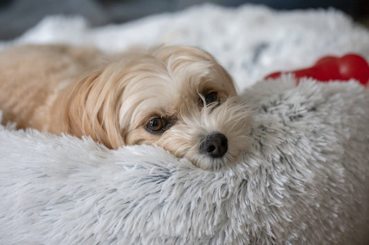 Best Dog Beds for Anxiety