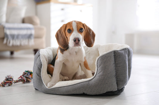 Best Orthopedic Dog Beds