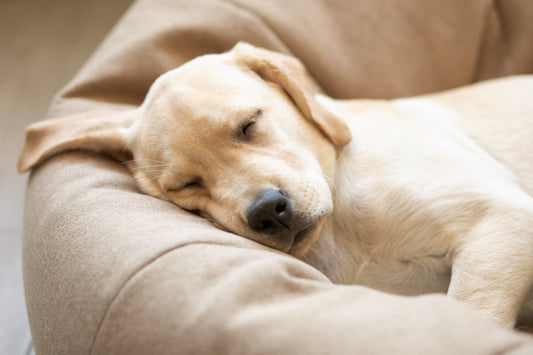 Calming Dog Bed With Removable Cover