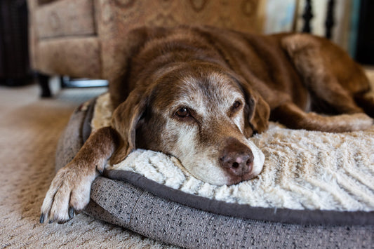 Most Comfortable Dog Beds