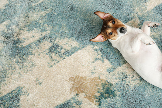 The Ultimate Pet Stain Remover Guide: Why Enzymatic Cleaners Are Your Secret Weapon