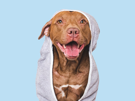 are dog towels worth it