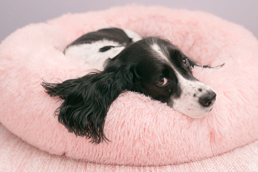 Balancing Cost and Durability: How to Choose the Best Calming Dog Bed
